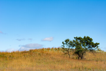 Obraz premium tree in the field