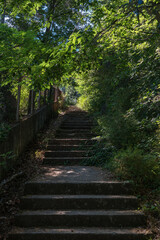Obraz premium Staircase between an old fence and overgrown bushes.