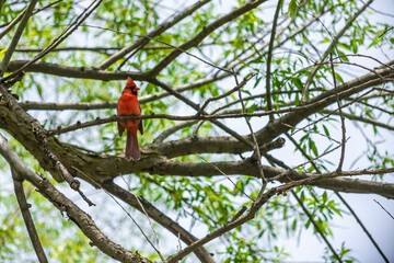 cardinal perched in a tree