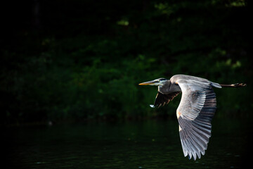 Blue heron in flight