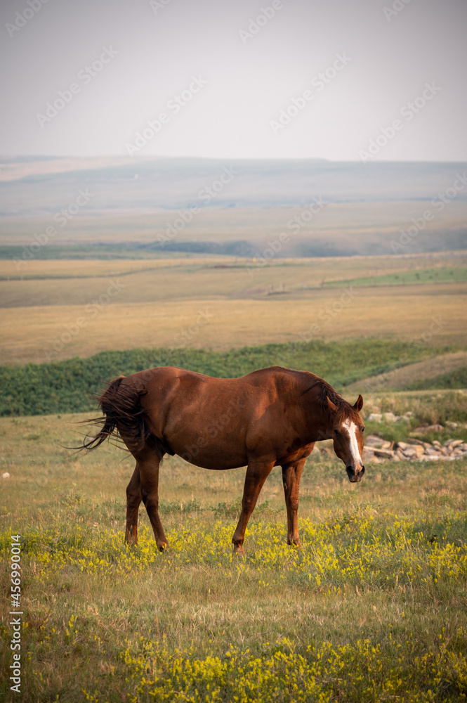 Sticker close up of a brown horse in the middle of farmland with mountains and blue sky on a sunny day