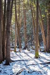 Winter Forest