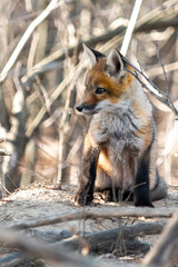 red fox cub in the wild