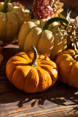 Pumpkins on dark wooden background. Halloween harvesting thanksgiving concept