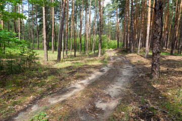 A path in the pine tree forest on a bright summer day.