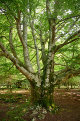 Obraz premium Sunlight shining through lush green leaves on a Common Beech (Fagus sylvatica) tree in a woodland in summer.