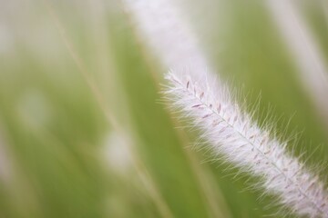 close-up shot with selective focus on tip of white pollen of poaceae grass flower on beautiful green blurry background and copy space on left hand side