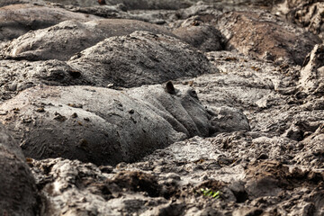 Close-up of hippos in the mud in Queen Elizabeth National Park, Uganda