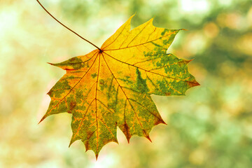 Falling autumn maple leaf on a blurred autumn background. Autumn composition, copy space.