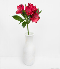 red alstroemeria in a white vase