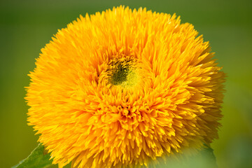 Bright flower of terry decorative sunflower close up