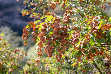 Fototapeta premium The therapeutic tree (Paliurus spina-christi) with unusual seeds grows in the forest