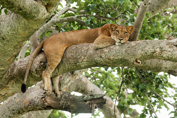 A lioness resting on the tree. Queen Elizabeth National Park, Uganda