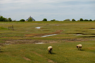 mount saint michel and sheep