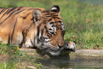 Big seberishe tiger in the zoo

