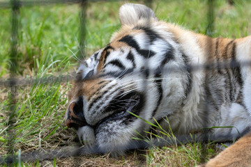 Big seberishe tiger in the zoo

