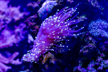 Purple neon Euphyllia glabrescens or Torch coral in closeup scene. Its common name is the torch coral due to its long sweeper tentacles tipped with potent cnidocytes.