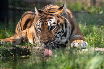 Fototapeta na wymiar Big seberishe tiger in the zoo