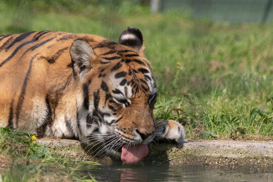 Big seberishe tiger in the zoo

