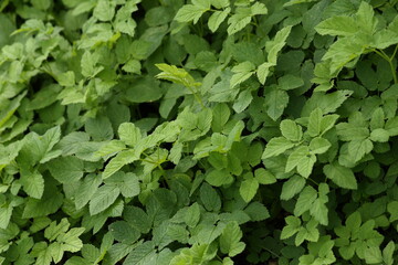 Background of a lgreen bush, hedge of green bushes. High quality photo