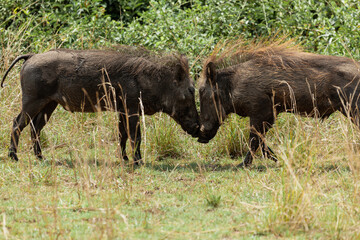 Two warthogs confronting each other. Queen Elizabeth National Park, Uganda