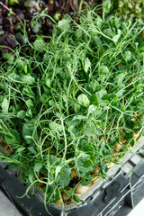 
microgreens in pots for decorating dishes. Close-up shot of radish, pea and sunflower sprouts. Useful greens for salads and dishes