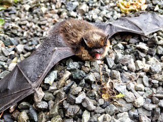 Bat with open mouth close up