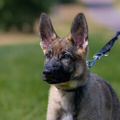 Dog portrait of an eleven weeks old German Shepherd puppy in green grass