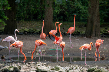 flamingos in the water