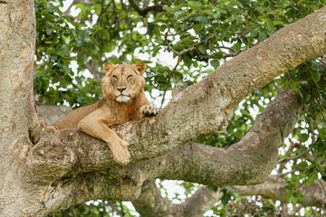 Close-up of a lion resting on the tree. Queen Elizabeth National Park, Uganda