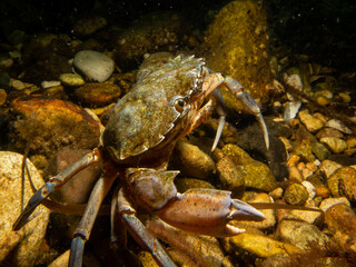 A close-up picture of a crab. Picture from The Sound, between Sweden and Denmark