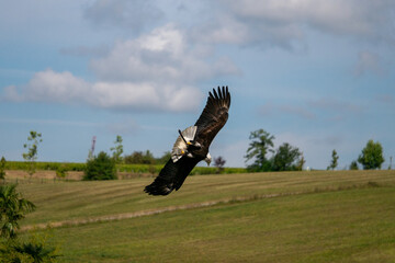 eagle in flight