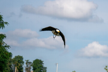 vulture in flight