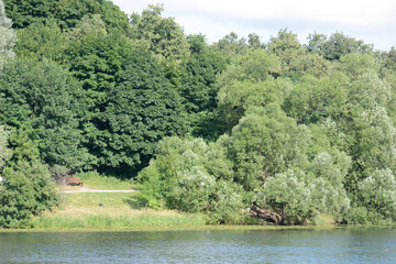 trees on the pond