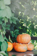 Autumn harvest. Orange pumpkins on bench with sunshine. Concept of Thanksgiving day or Halloween....