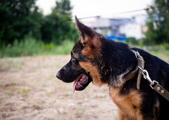 Portrait of a German Shepherd puppy.