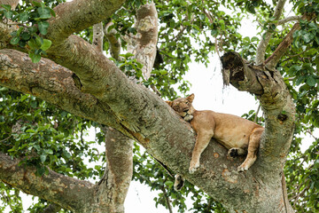 Close-up of a lioness sleeping on the tree. Queen Elizabeth National Park, Uganda