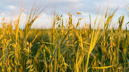 Wheat spikelets in the field at sunset. Selective focus.