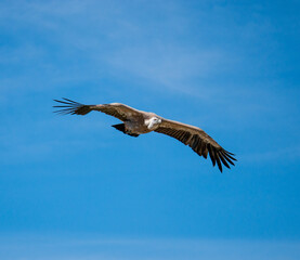 eagle in flight