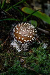 fly agaric mushroom