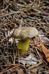 mushroom in the forest