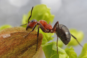 An ant sits on a small maple leaf. 