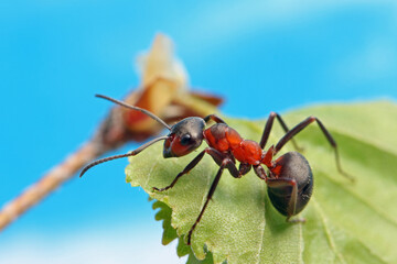 An ant sits on a maple leaf against a blue sky and tries to bite through it.