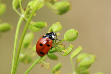 A ladybug runs through a flowering plant and carefully examines each flower. 