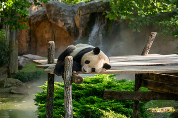 panda eating bamboo © Baca