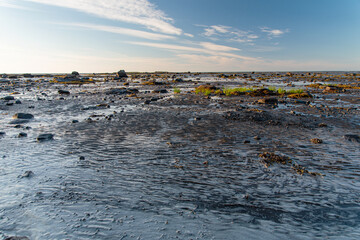 sunrise on the shore of the White Sea at low tide with rocks and algae on a sunny morning in...