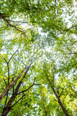Fototapeta premium Green forest canopy