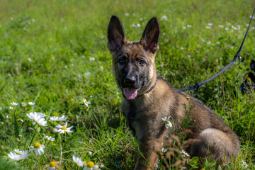 Dog portrait of an eleven weeks old German Shepherd puppy in green grass