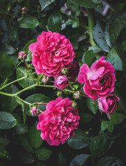 pink roses in garden
