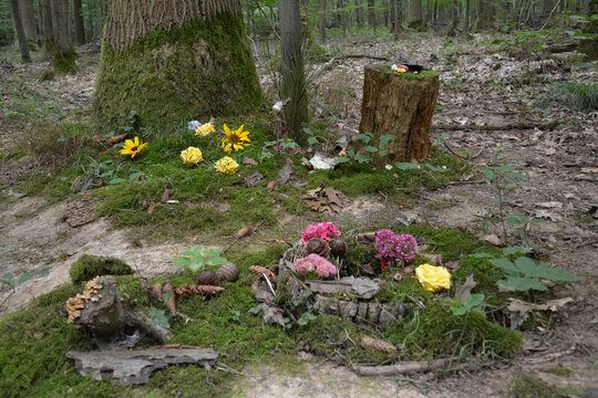 frisches urnengrab im ruhewald rheinhessische schweiz